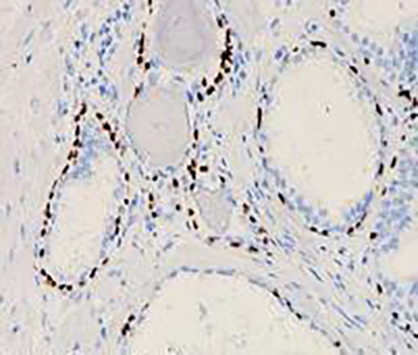 DOG1 Recombinant Rabbit Monoclonal Antibody (clone BP6032)