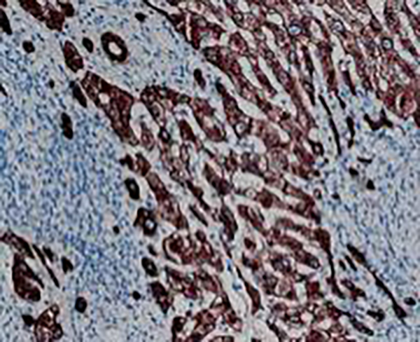 Synaptophysin Recombinant Rabbit Monoclonal Antibody (clone BP6053)