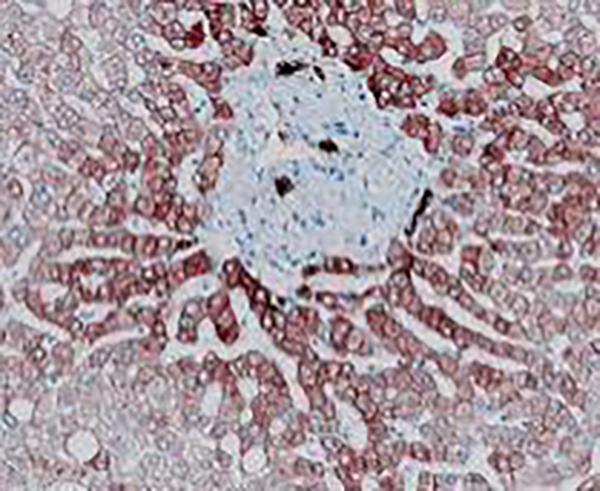 CD10 Recombinant Rabbit Monoclonal Antibody (clone BP6059)