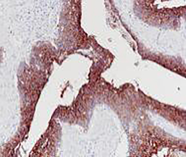 MCM2 Recombinant Rabbit Monoclonal Antibody (clone BP6220)