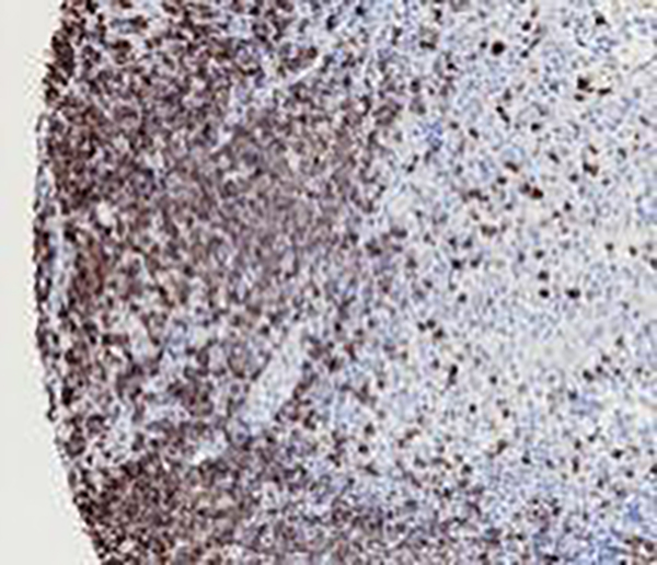 Myeloperoxidase Recombinant Rabbit Monoclonal Antibody (clone BP6104)