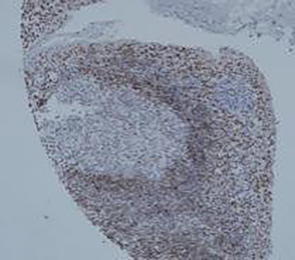 CD14 Recombinant Rabbit Monoclonal Antibody (clone BP6111)