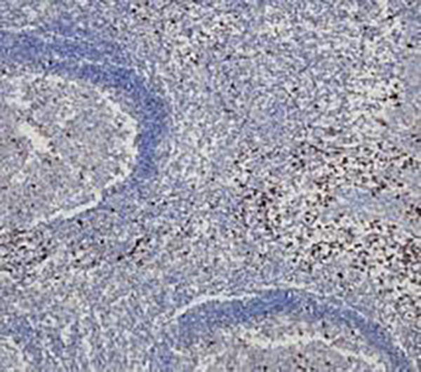 CD44 Recombinant Rabbit Monoclonal Antibody (clone BP6131)