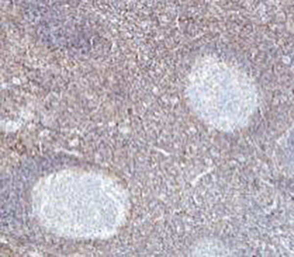 Chromogranin A Recombinant Rabbit Monoclonal Antibody (clone BP6129)