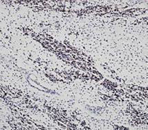 SOX2 Recombinant Rabbit Monoclonal Antibody (clone BP6123)