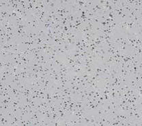 FOXP3 Recombinant Rabbit Monoclonal Antibody (clone BP6166)