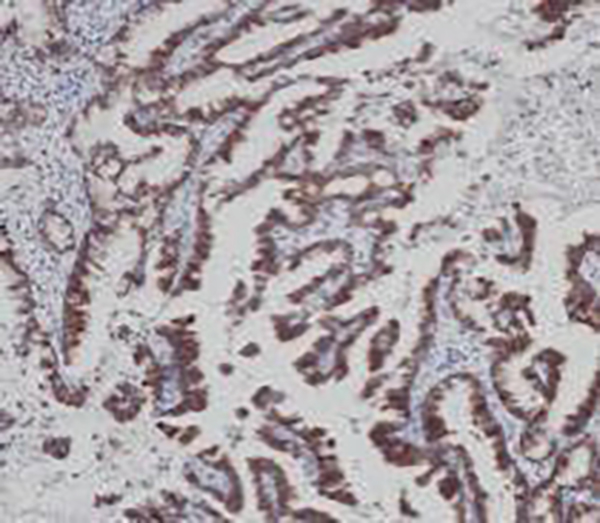 Oct3/4 Recombinant Rabbit Monoclonal Antibody (clone BP6164)