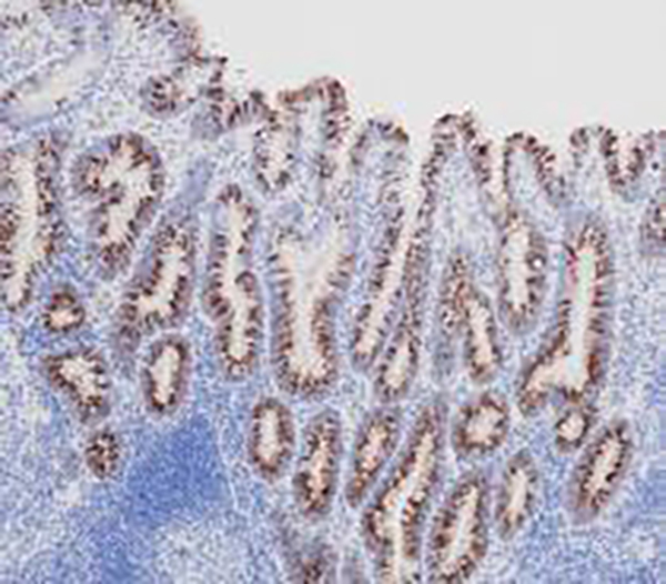 MUC2 Recombinant Mouse Monoclonal Antibody (clone CCP58)