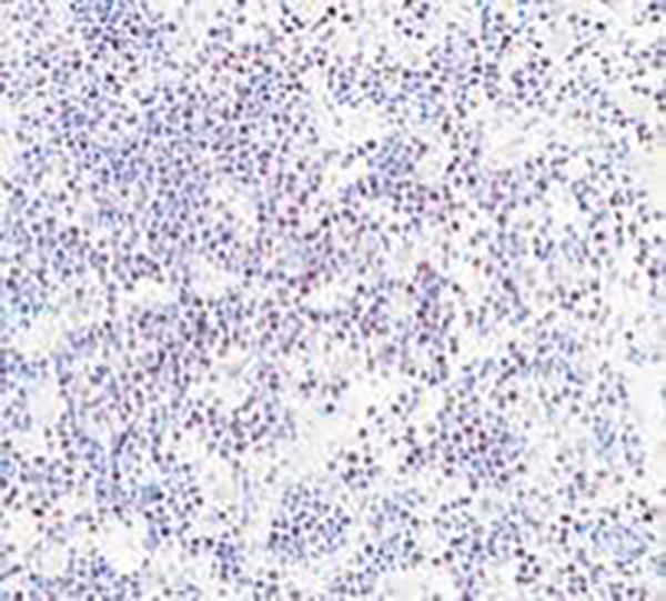 c-Myc Recombinant Rabbit Monoclonal Antibody (clone BP6195)