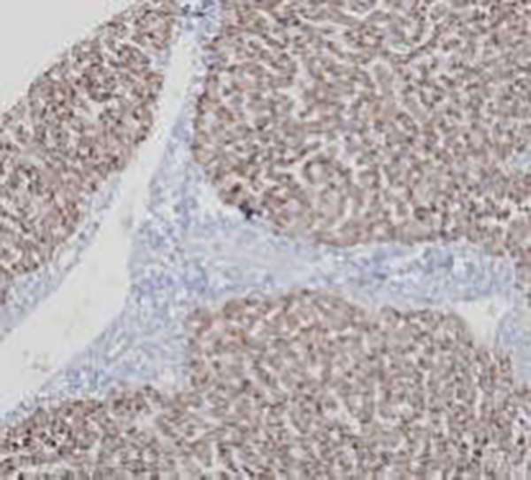 Human Placental Lactogen Recombinant Rabbit Monoclonal Antibody (clone BP6114)