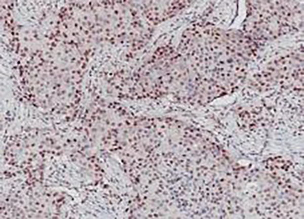 E2F4 Recombinant Rabbit Monoclonal Antibody (clone BP6256)