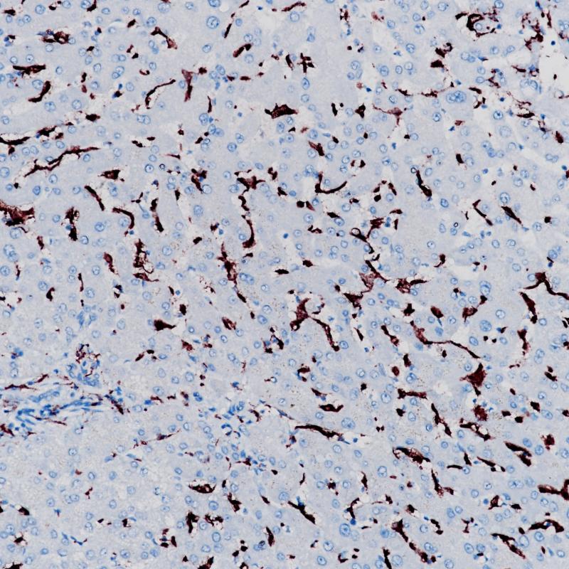 CD163 Rabbit Monoclonal Antibody(ARB892)