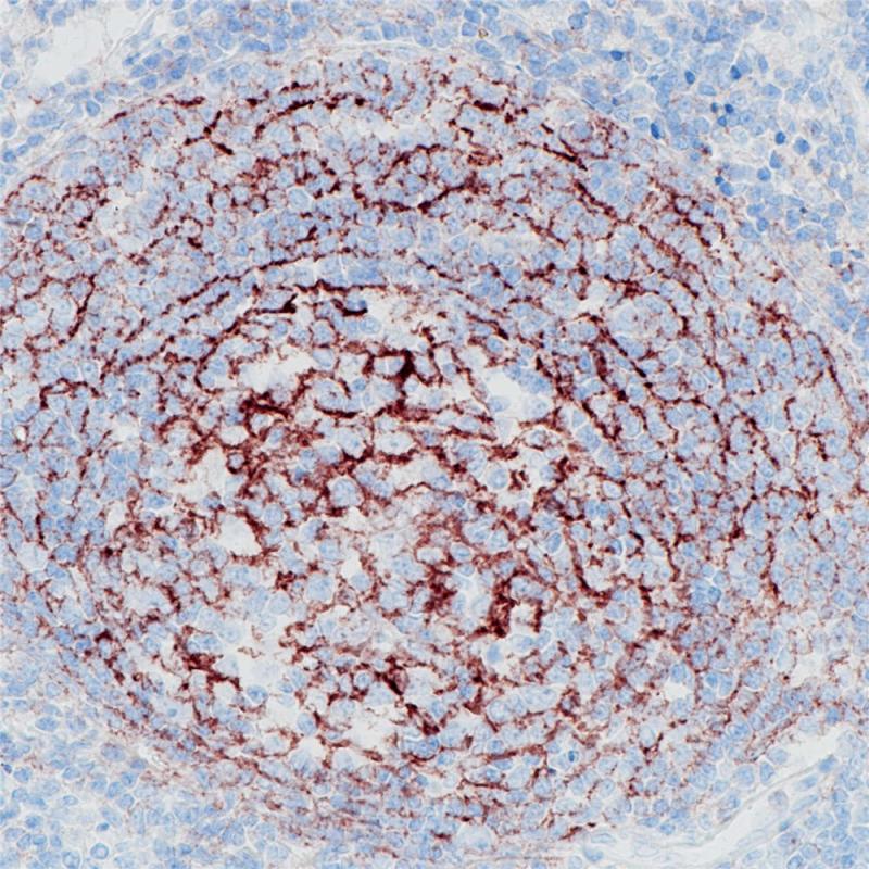 CD35 Rabbit Monoclonal Antibody(ARB905)