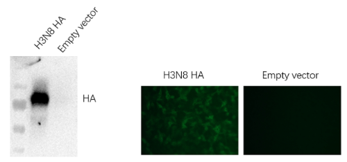 Anti-H3N8 Avian Influenza HA Protein Mouse Monoclonal Antibody (H3_4C2)