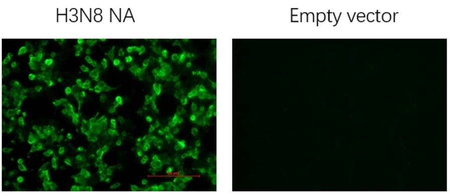 Anti-H3N8 Avian Influenza NA Protein Mouse Monoclonal Antibody (N8_2B8)