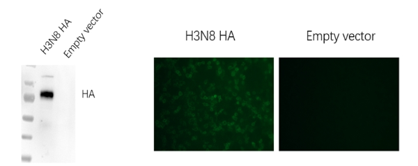 Anti-H3N8 Avian Influenza HA Protein Mouse Monoclonal Antibody (H3_3B8)