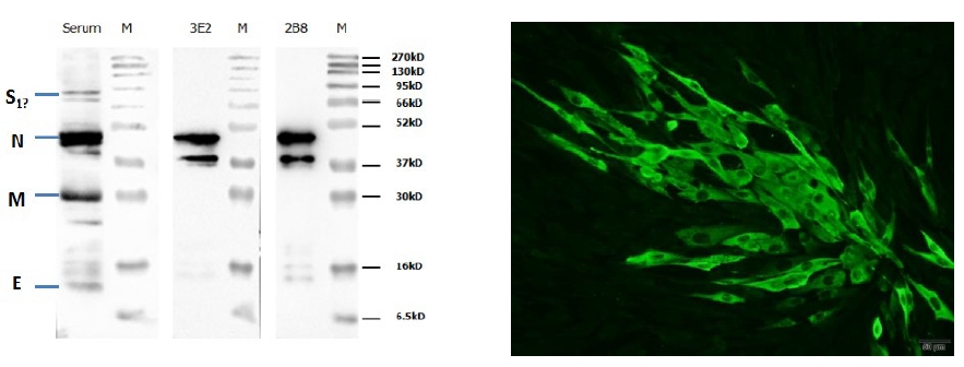 Anti-Canine Coronavirus (CCoV) N Protein Mouse Monoclonal Antibody (3E2)