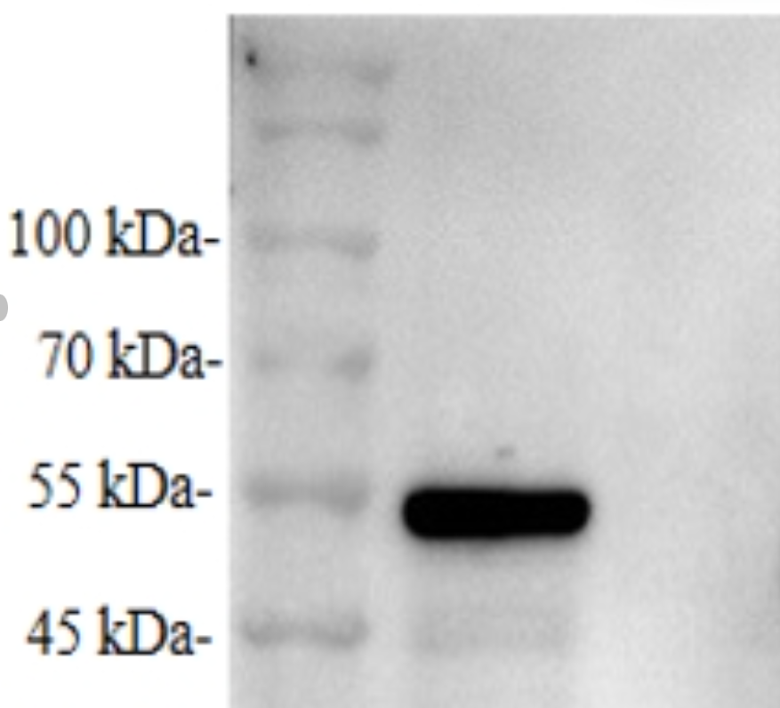 Anti-Infectious Bronchitis Virus (IBV) N Protein Mouse Monoclonal Antibody (IBV-N_6F1)