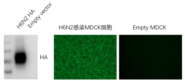 Anti-H6N2 Avian Influenza HA Protein Mouse Monoclonal Antibody (H6_5G2)