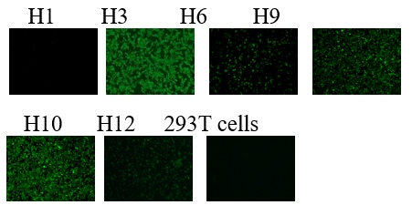 Broad-Reactive Avian Influenza NP Mouse Monoclonal Antibody (ANP_4B5)
