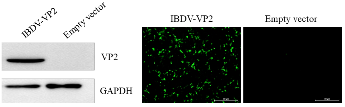 Anti-Infectious Bursal Disease Virus (IBDV) VP2 Protein Mouse Monoclonal Antibody (VP2_5G10)