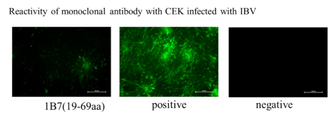 Anti-Infectious Bronchitis Virus (IBV) S Protein Mouse Monoclonal Antibody (IBV-S_1B7)