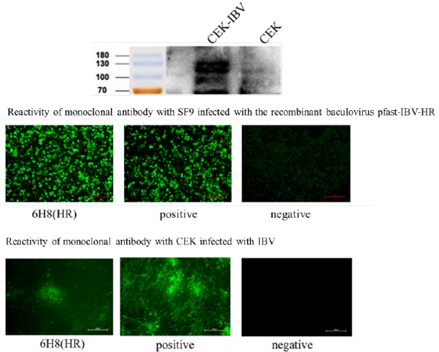 Anti-Infectious Bronchitis Virus (IBV) S Protein Mouse Monoclonal Antibody  (IBV-S_6H8)