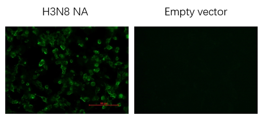 Anti-H3N8 Avian Influenza NA Protein Mouse Monoclonal Antibody (N8_4B9)