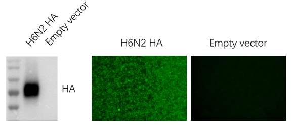 Anti-H6N2 Avian Influenza HA Protein Mouse Monoclonal Antibody (H6_4C2)