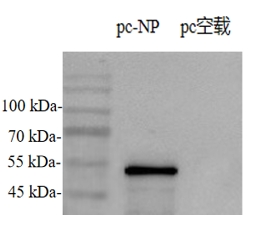 Anti-Infectious Bronchitis Virus (IBV) N Protein Mouse Monoclonal Antibody (IBV-N_3D4)