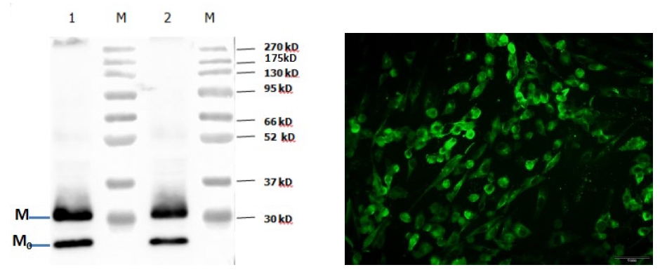 Anti-Canine Coronavirus (CCoV) M Protein Mouse Monoclonal Antibody (2G3)