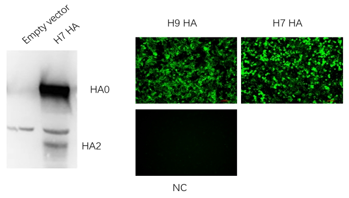 Broad-Reactive Influenza Virus Mouse Monoclonal Antibody (HA_3A11)