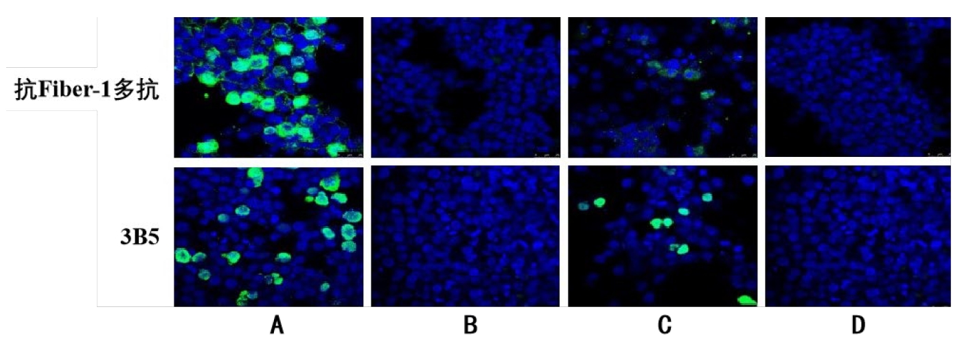 Anti-Serotype 4 Fowl Adenovirus (FAdV-4) Fiber-1 Protein Mouse Monoclonal Antibody (3B5)
