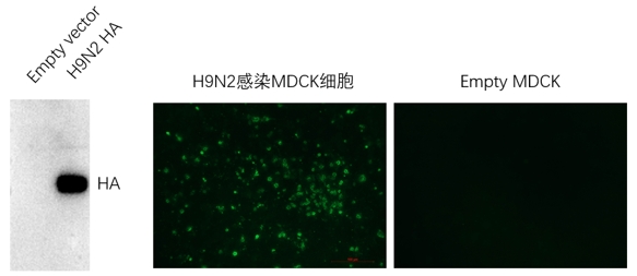 Anti-H10N3 Avian Influenza HA Protein Mouse Monoclonal Antibody (H10_1F4)