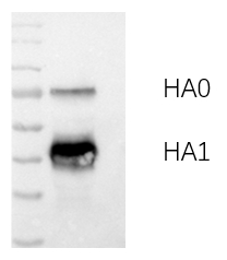 Anti-H10N3 Avian Influenza HA Protein Mouse Monoclonal Antibody (H10_6G12)