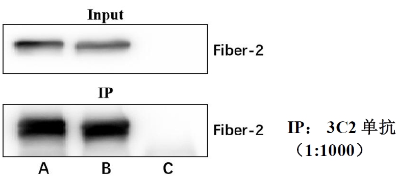Anti-Serotype 4 Fowl Adenovirus (FAdV-4) Fiber-2 Protein Mouse Monoclonal Antibody (3C2)