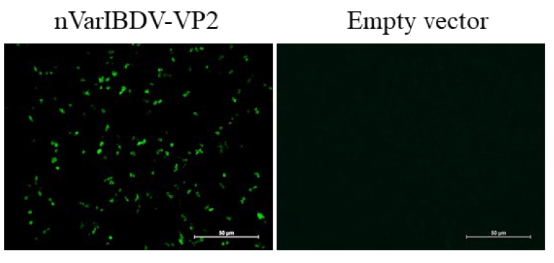 Anti-Infectious Bursal Disease Virus (IBDV) Variant VP2 Protein Mouse Monoclonal Antibody (VP2_5B5)