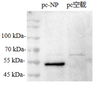 Anti-Infectious Bronchitis Virus (IBV) N Protein Mouse Monoclonal Antibody (IBV-N_1B5)
