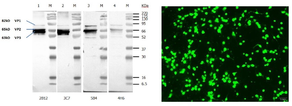 Anti-Canine Parvovirus (CPV) VP2 Protein Mouse Monoclonal Antibody (4H6)