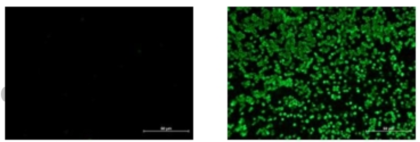 Broad-Reactive Influenza B NP Mouse Monoclonal Antibody (BNP_1H9)