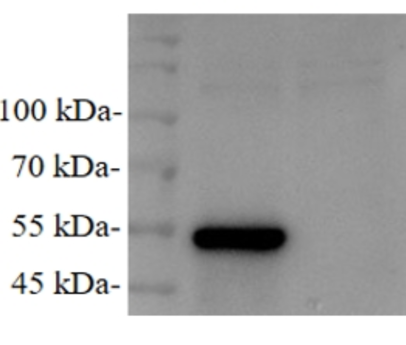 Anti-Infectious Bronchitis Virus (IBV) N Protein Mouse Monoclonal Antibody (IBV-N_4E6)