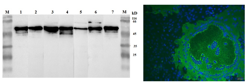 Anti-Canine Distemper Virus (CDV) N Protein Mouse Monoclonal Antibody (4G10)