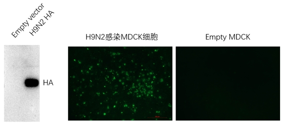 Anti-H9N2 Avian Influenza HA Protein Mouse Monoclonal Antibody (H9_2G10)