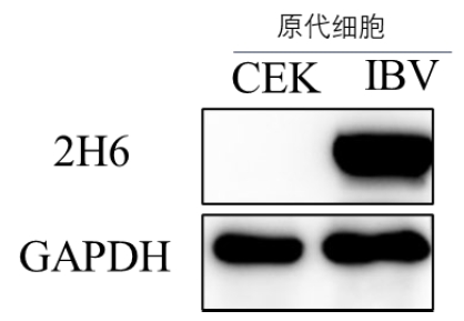 Anti-Infectious Bronchitis Virus (IBV) N Protein Mouse Monoclonal Antibody (IBV-N_2H6)