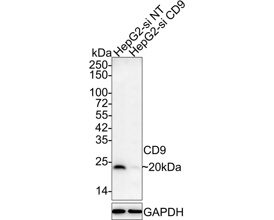 Exosome Antibody Panel