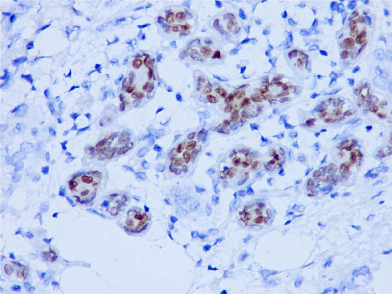 SOX10 Rabbit Monoclonal Antibody(ARB827)