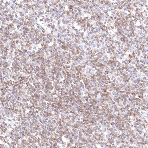 CD3G Rabbit Monoclonal Antibody(ARB908)