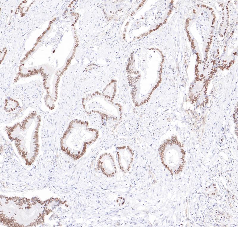 OVOL2 Rabbit Monoclonal Antibody(ARB513)