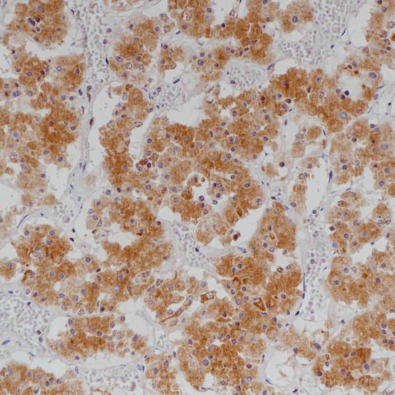 Growth Hormone Mouse Monoclonal Antibody(ARB963)