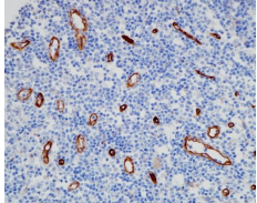 Nestin Rabbit Monoclonal Antibody(ARB503)